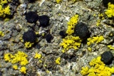 Cyphelium karelicum image
