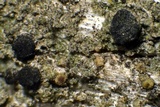 Cyphelium karelicum image