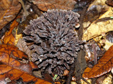 Thelephora palmata image