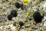 Cyphelium karelicum image