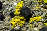Cyphelium karelicum image