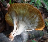 Cymatoderma caperatum image