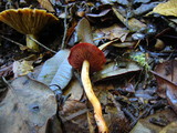 Cortinarius smithii image