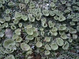 Cladonia pyxidata image