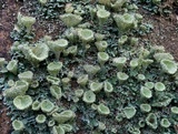 Cladonia pyxidata image