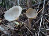 Helvella macropus image