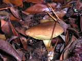Boletus subtomentosus image