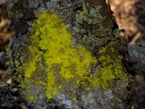Chrysothrix candelaris image