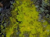 Chrysothrix candelaris image