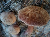 Laccaria trullisata image