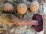 Laccaria trullisata image