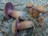 Laccaria trullisata image