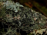 Mycoblastus sanguinarius f. sanguinarius image