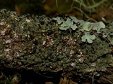 Mycoblastus sanguinarius f. sanguinarius image