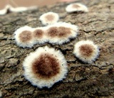 Peniophora albobadia image