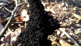 Scorias spongiosa image