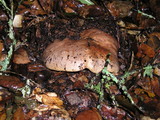 Lactarius argillaceifolius image