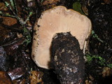 Lactarius argillaceifolius var. megacarpus image