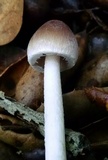 Psathyrella longipes image