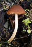 Parasola conopilea image