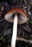 Parasola conopilea image