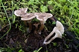 Clitocybe trulliformis image