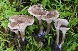 Clitocybe trulliformis image