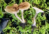 Clitocybe trulliformis image