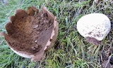 Lycoperdon utriforme image