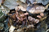 Gymnopus brassicolens var. brassicolens image