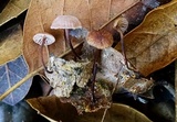 Gymnopus brassicolens var. brassicolens image