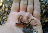 Gymnopus brassicolens var. brassicolens image