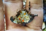 Gymnopus brassicolens var. brassicolens image