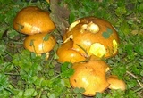 Suillus brevipes image