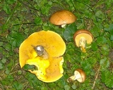 Suillus brevipes image