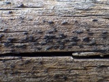 Hysterobrevium smilacis image
