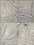 Hysterobrevium smilacis image
