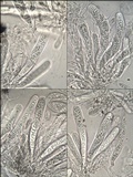 Hysterobrevium smilacis image