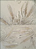 Hysterobrevium smilacis image