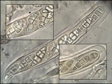 Hysterobrevium smilacis image