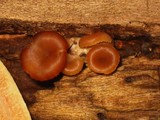 Lentinellus cochleatus image