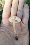 Leucoinocybe lenta image