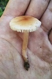 Leucoinocybe lenta image