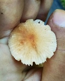 Leucoinocybe lenta image