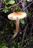 Leucoinocybe lenta image