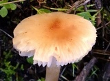 Leucoinocybe lenta image