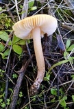 Leucoinocybe lenta image