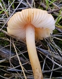 Leucoinocybe lenta image