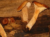 Lentinellus cochleatus image