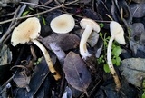 Clitocybe fragrans image